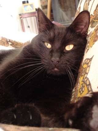 Illustration for article titled my cat is trying to make me feel like an asshole so I took pics of him being one.